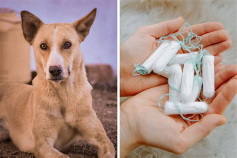 dog swallowed a tampon|dogs eating tampons.